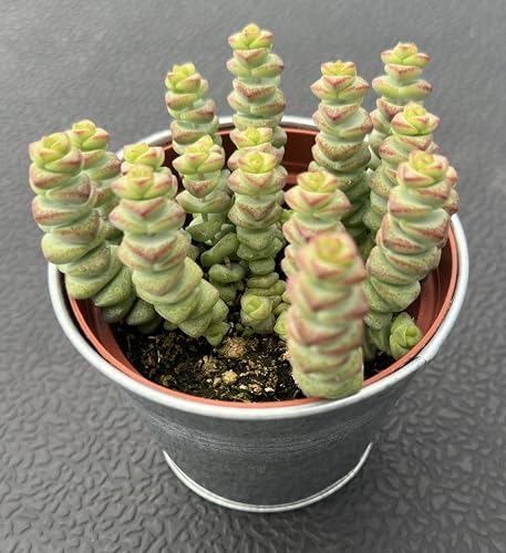 4" String of Buttons in Vintage Metal Pot (Silver)