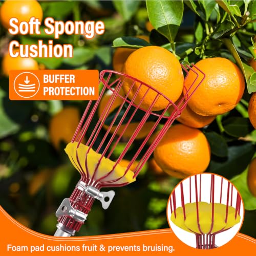 30 FT Reach Fruit Picker Pole with Basket Telescoping (Reach 30ft（24ft))