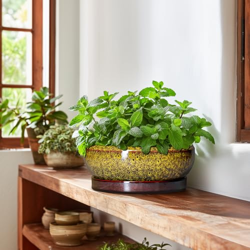 Bonsai Pots Ceramic (10 Inch / Leopard Yellow)