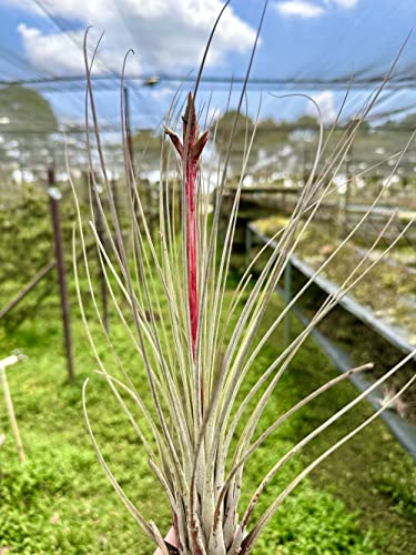 Air Plants Tillandsia Juncea (2 Count)