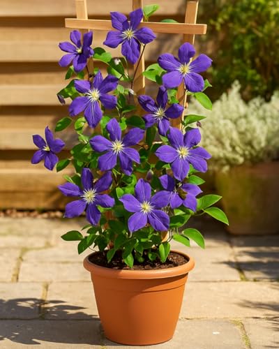 Perennial Farm Clematis 'Jackmanii' Hybrid (Jackmanii)