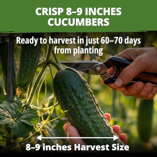 Organic Marketmore Cucumber Seeds