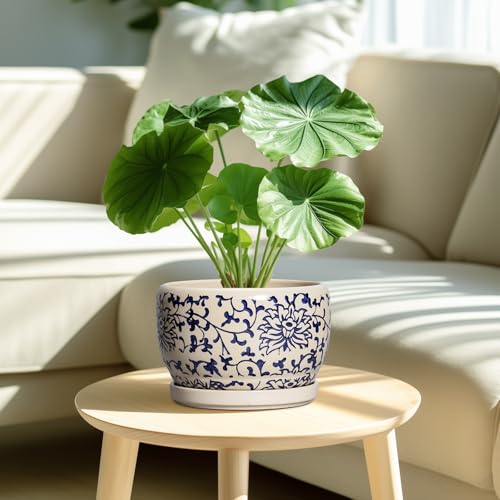 Ceramic Planters for Indoor Plants
