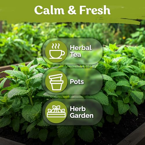 700 Lemon Balm Heirloom Herb Seeds for Planting