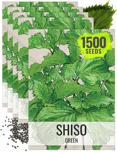 Green Shiso Seeds to Plant Heirloom Non (5 Packs)