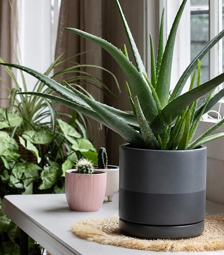 8 Inch Ceramic Planter Pot (Medium / Slate)