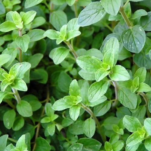 Italian Oregano Seeds to Plant Heirloom Non (5 Packs)