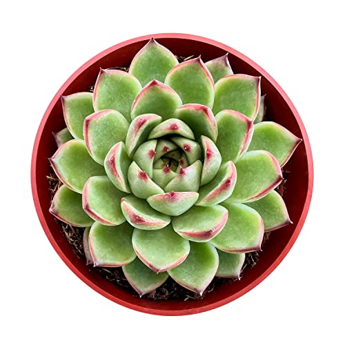 Echeveria 'Moon Stone' (Echeveria 'Moon Stone')