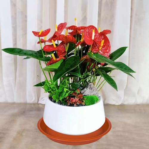 Plant Saucer Pot Tray 16 inch (16" - 4 Pack / Terracotta)