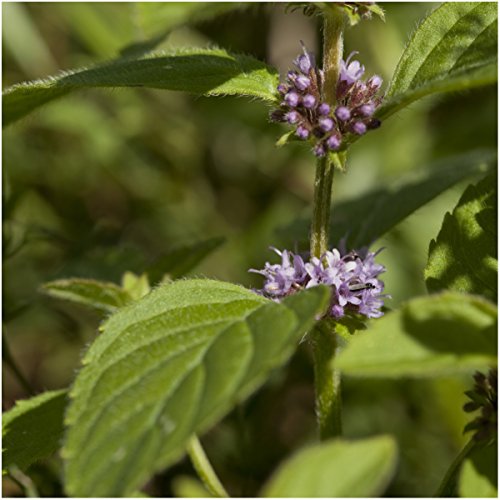 Pennyroyal Mint Seeds to Plant Heirloom Non (2 Packs)