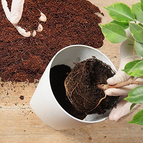 Home and Country Coconut Fiber Compressed Coco Coir Brick. Coco Coir is Great to use as a Compost Starter for Your Home Garden. Coco Coir Bricks Provide Organic Alternative to Peat Moss for Plants.10 (10 Pound)
