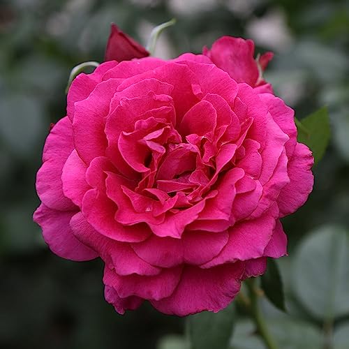 Heirloom Hybrid Tea Roses (Pretty Lady Rose)