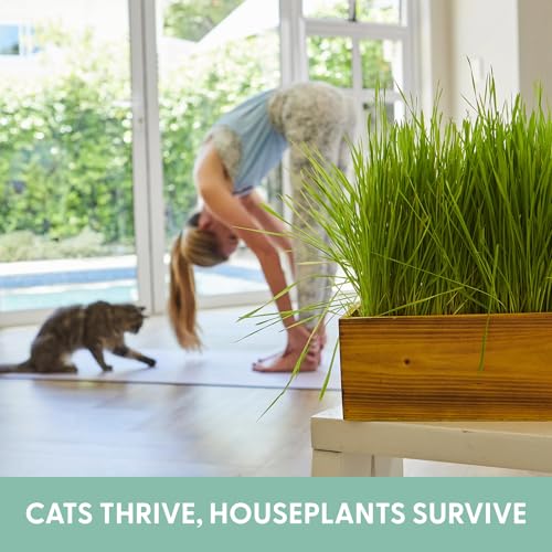 Cat Grass Kit with Rustic Wood Planter (Natural)