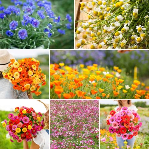 Field Day Flower Mixed Seeds for Planting