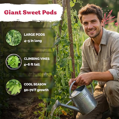 100 Mammoth Melting Snow Pea Heirloom Vegetable Seeds