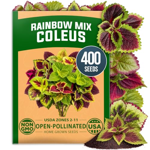 Rainbow Mix Coleus 400 Flower Seeds Plectranthus scutellarioides