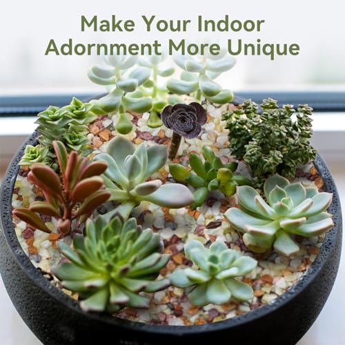 10 lbs Pebbles for Indoor Plants (160 Ounce)