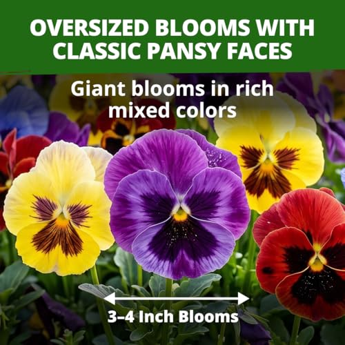Swiss Giant Pansy Seeds
