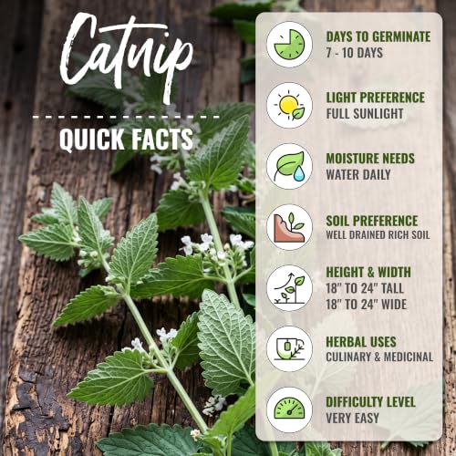 Catnip Seeds to Plant Heirloom Non (5 Packs)