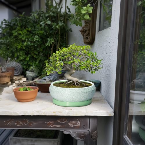 Bonsai Pots Ceramic (8 Inch / Bright Green-white)