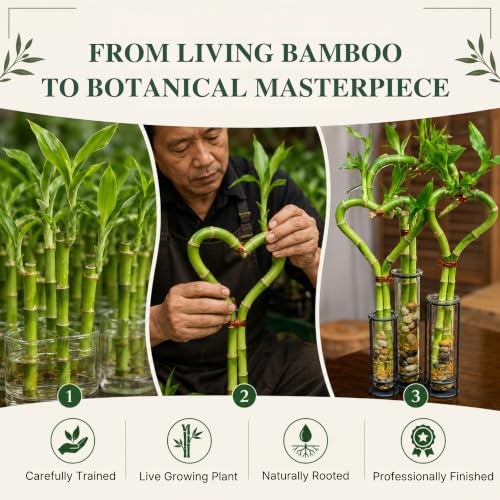 Lucky Bamboo Live Plant