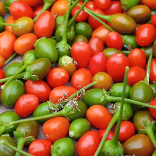 Chiltepin Pepper Plants Live (Chiltepin Tepin Bird Pepper)