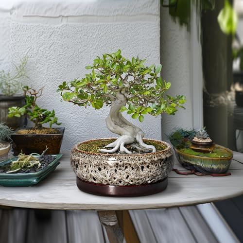 Succulent Pots 10 Inch (10 Inch / Leopard Brown-white)