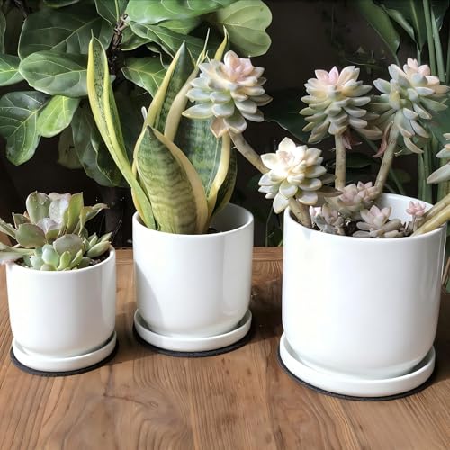 Ceramic Plant Saucer Pot Tray 6、8、10 Inch White (6+8+10in 3pack / White)