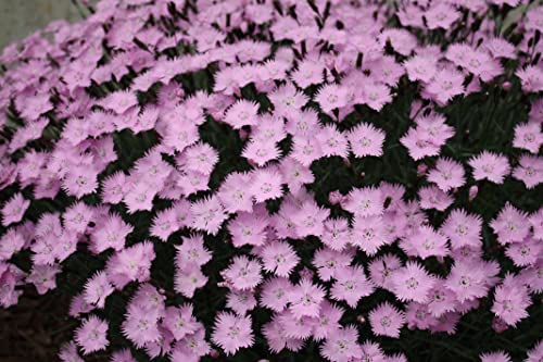 Live Perennial Plants (1 Pot)