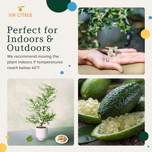 Australian Finger Lime Tree Live Plant 13 (Australian Finger Lime)