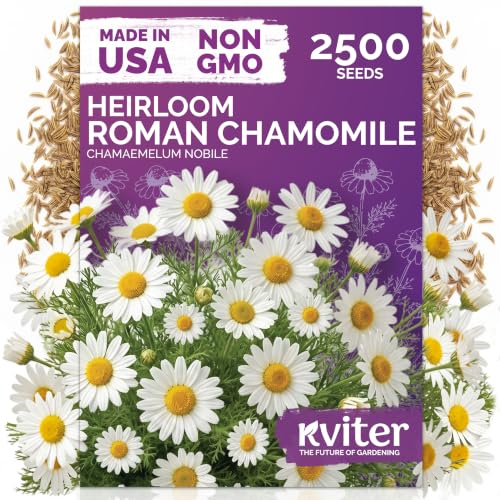 2500 Roman Chamomile Heirloom Perennial Flower Seeds