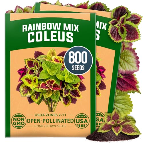 Rainbow Mix Coleus Seeds