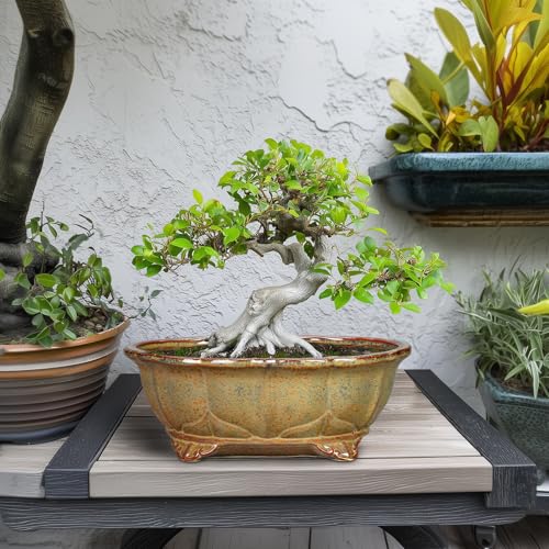 Ceramic Bonsai Pots (11 Inch / Oval Yellowish Brown)