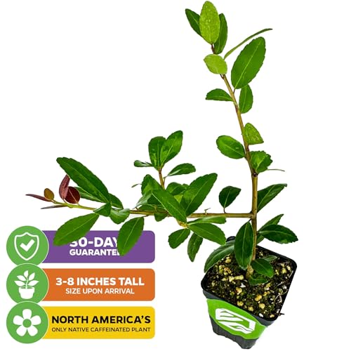 Yerba Mate (2-Pack) Live Plant by Wellspring Gardens (Yerba Mate Tea)