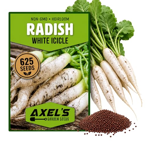625+ White Icicle Radish Seeds for Planting