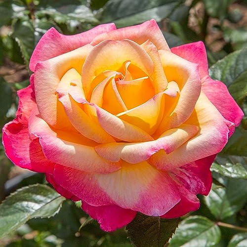 Heirloom Hybrid Tea Roses (Enchanted Peace)
