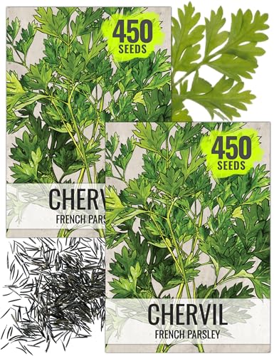 Chervil Seeds to Plant Heirloom Non (2 Packs)