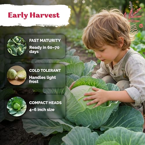 1000 Early Round Dutch Cabbage Heirloom Vegetable Seeds