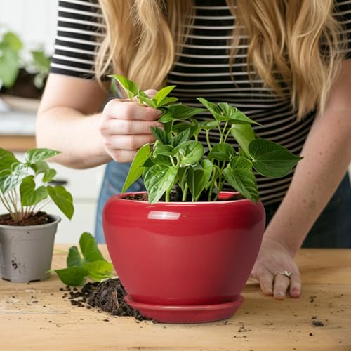 6 Inch Plant Pot (6 Inch / Glossy Red)