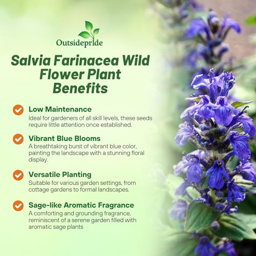 Blue Sage Seeds (8 Ounce)