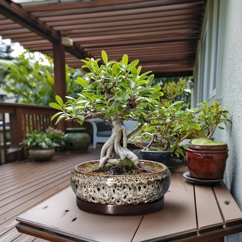 Bonsai Planter 13 Inch (13 Inch / Leopard Brown-white)
