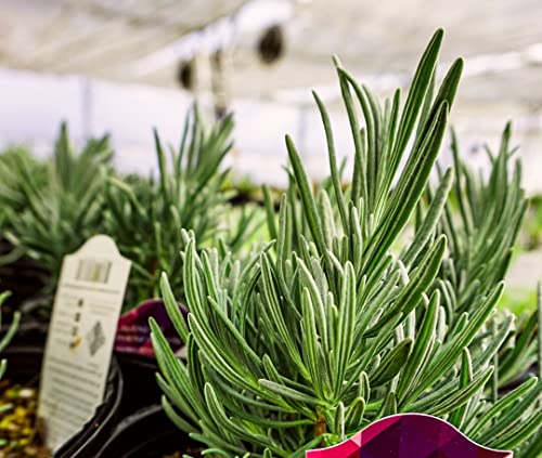 Live Perennial Plants (5 Pots)