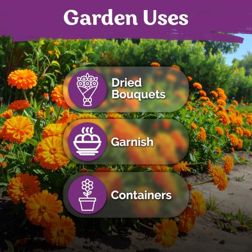 500 Ball's Orange Calendula Heirloom Flower Seeds