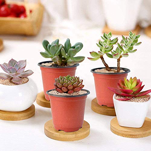 100 Pcs 3.5 Inch Plastic Seedlings Plants (100 Pcs 3.5 Inch)