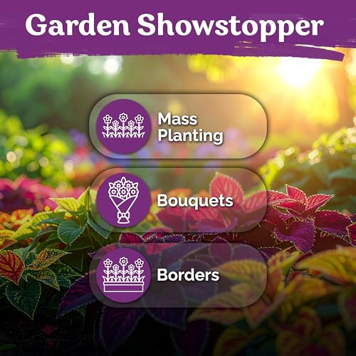 1 600 Rainbow Coleus Flower Seeds Mix
