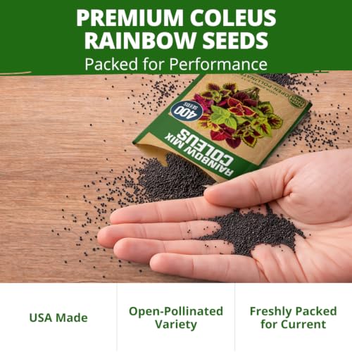Rainbow Mix Coleus Seeds