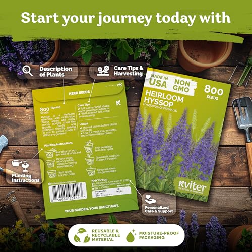 800 Hyssop Heirloom Herb Seeds for Planting