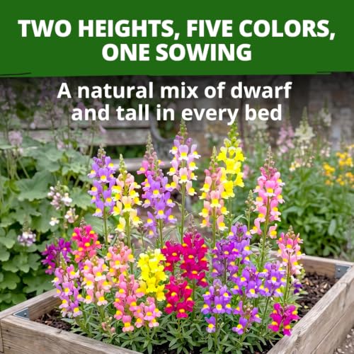 Fairy & Northern Lights 6000 Snapdragon Seeds Linaria maroccana