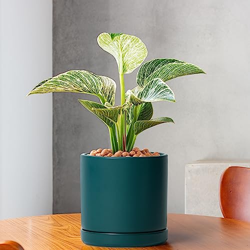 2 Pack Ceramic Pots with Saucers (2 Count)