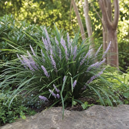 Evergreen Giant Liriope Muscari (10 Count)